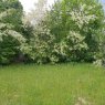 Vanzare teren rezidential Brasov Bran  237121